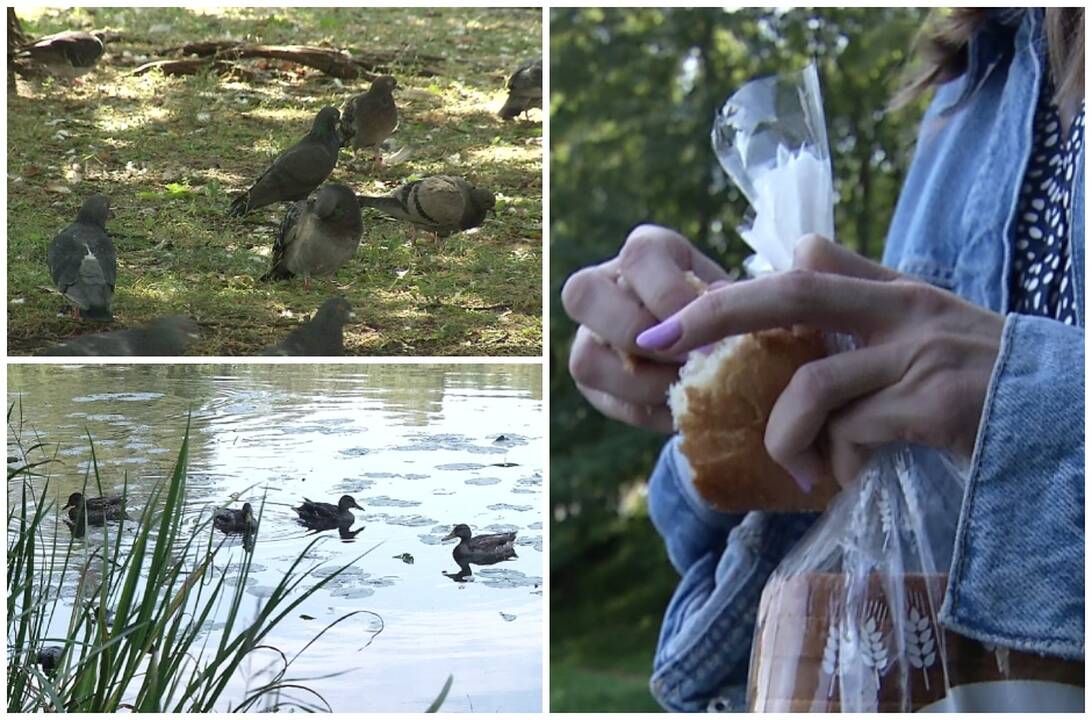 Už paukščių lesinimą – nemenka bauda: paaiškino, kodėl