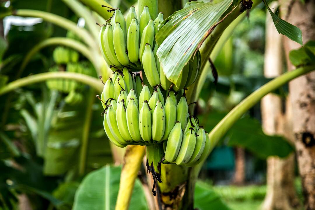 Bananų mėgėjams – gera žinia 