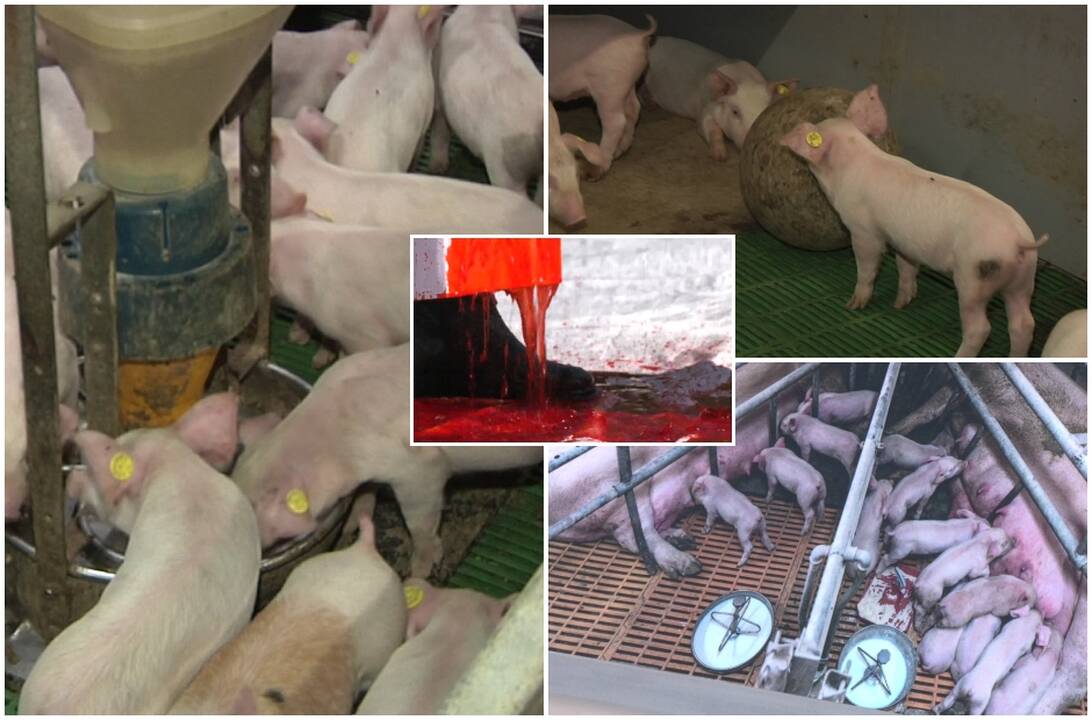 Kraupus vaizdas ir klyksmas sostinės aikštėje: paaiškėjo žiauri tiesa 