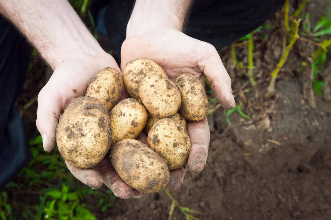 Netikėtas smūgis: dėl šios priežasties gali kilti bulvių kainos