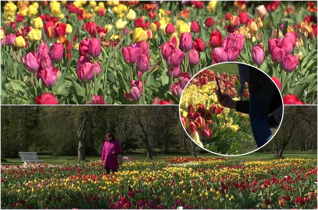Tulpių rojus Lietuvoje: sodininkai džiaugiasi permainomis