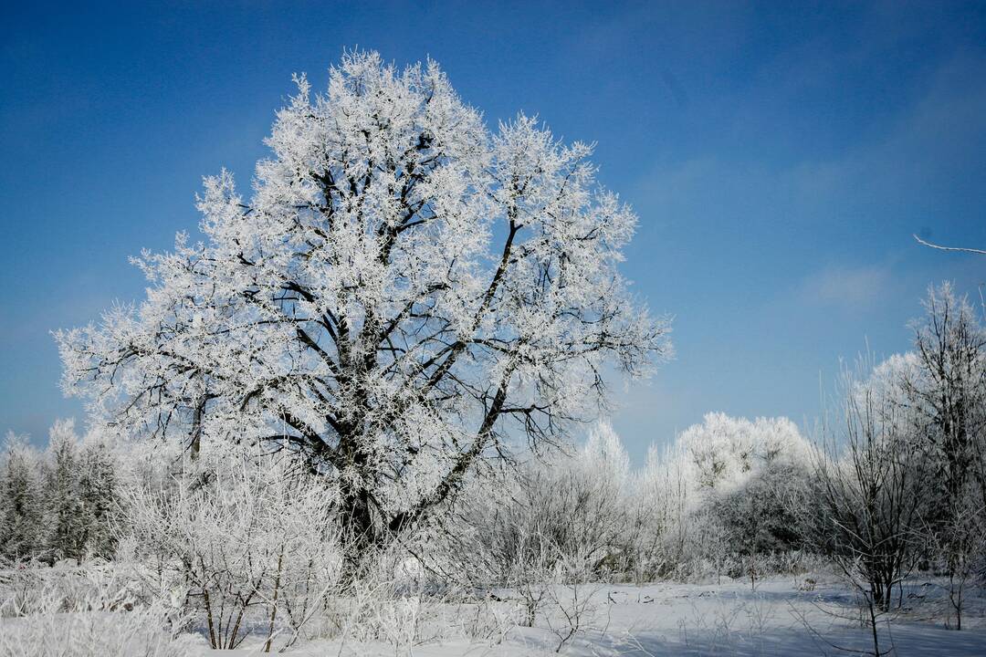 Naujųjų naktį žnaibysis šaltukas