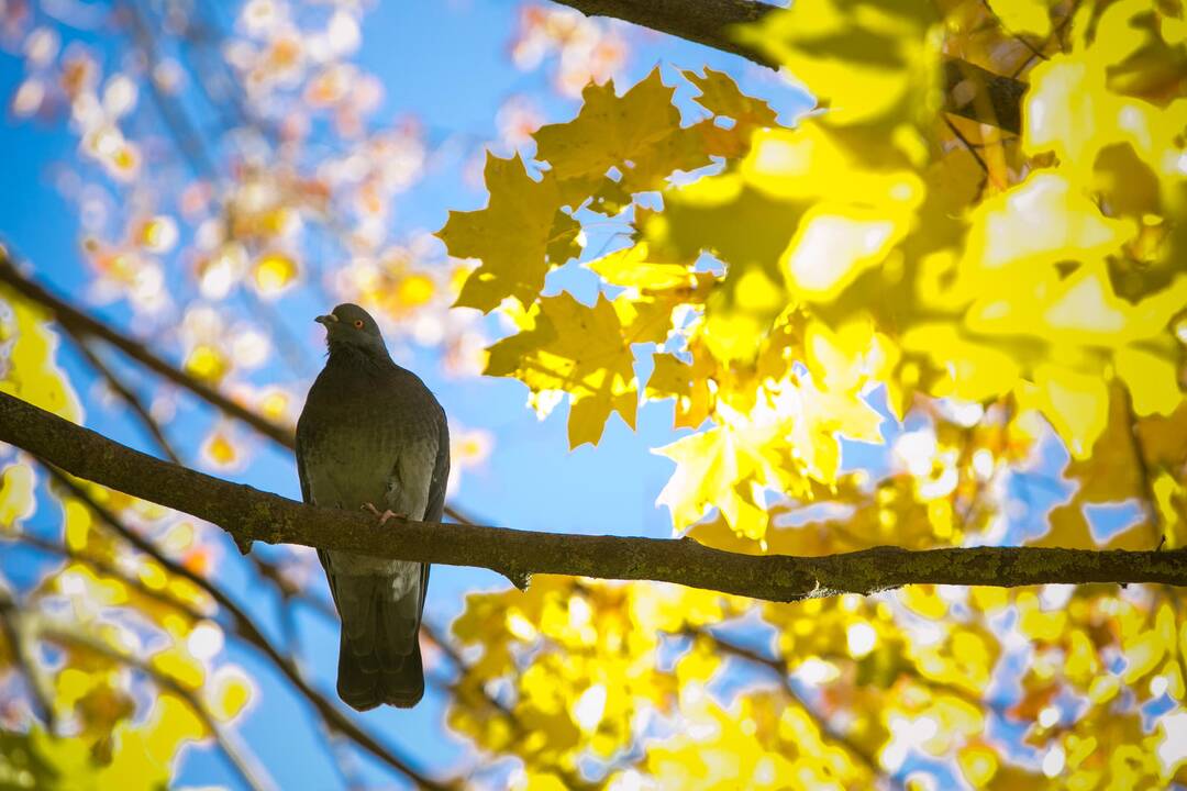 Šią savaitę temperatūra dar turėtų išlikti teigiama