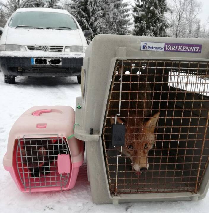 Kauno rajono gyventojas namuose įkūrė nelegalų zoologijos sodą