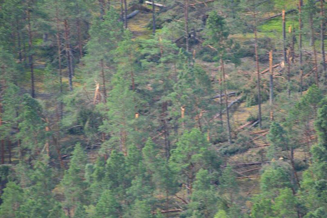 Audros padariniai Dzūkijos miškuose prilygsta stichinei nelaimei