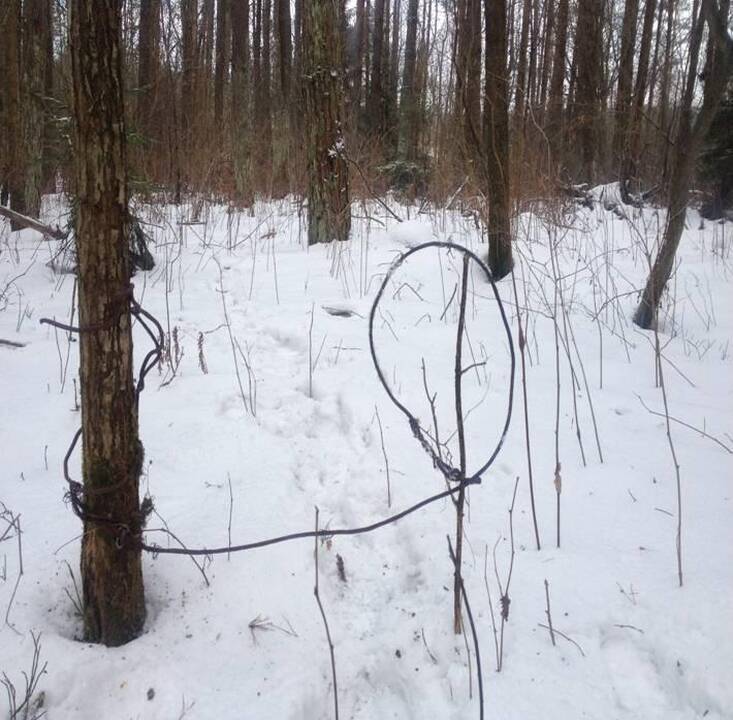 Pasieniečiai rado tris brakonierių kilpas žvėrims