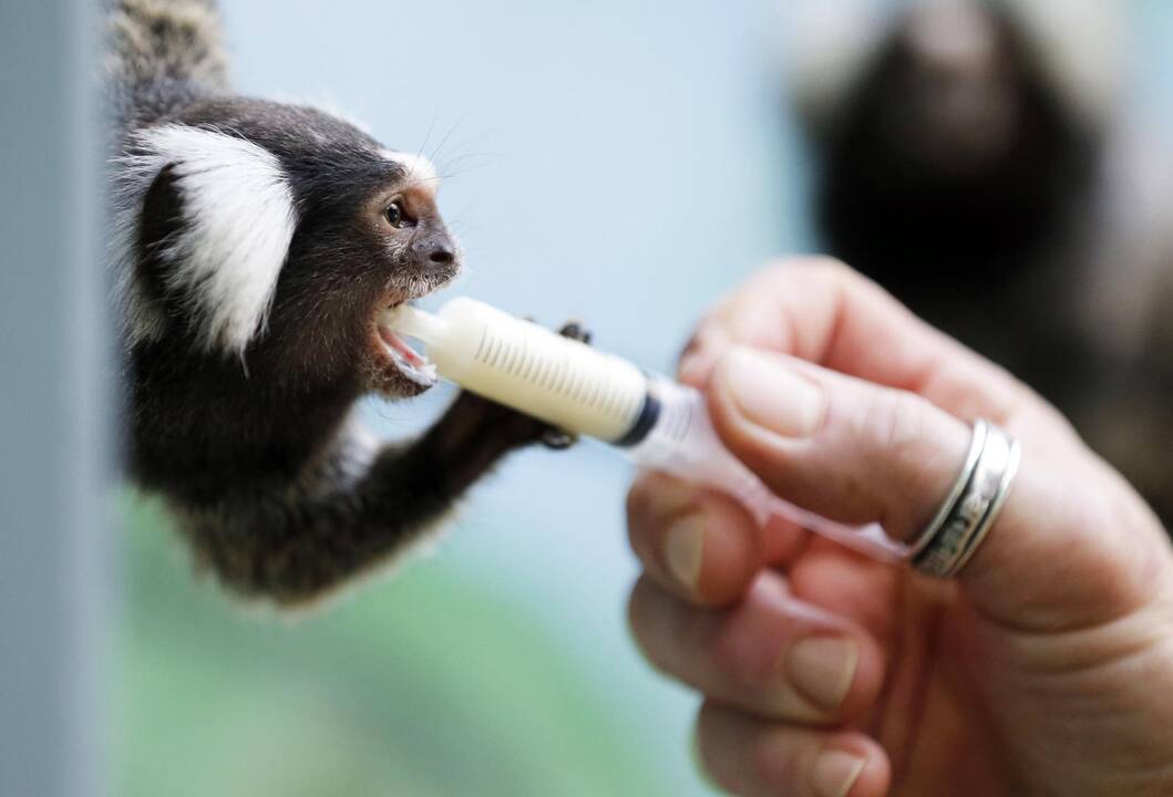 Gyvūnai maitinami zoologijos sode Prancūzijoje