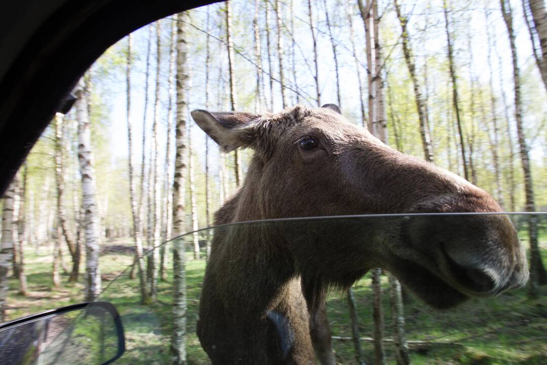 Kada žvėrys į kelią šokinėja dažniausiai?