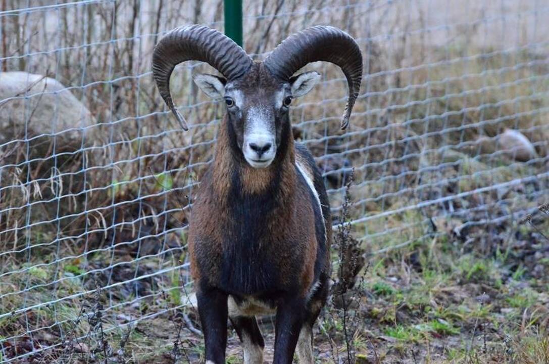 Šio gyvūno, deja, jau nebėra.