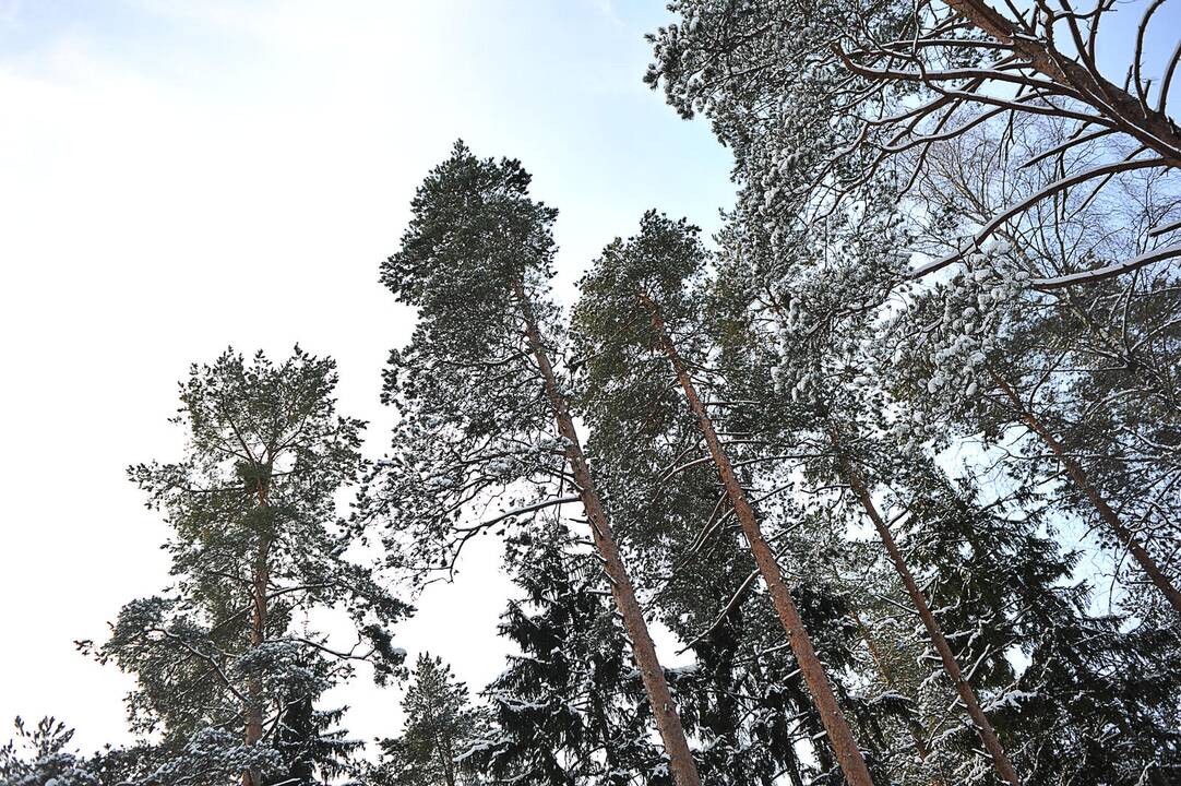 Molėtų rajone žuvo medį pjovęs vyras