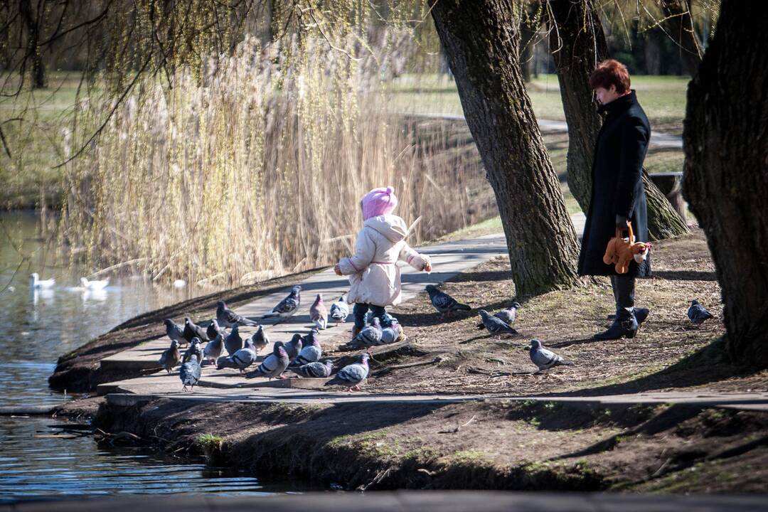 Žiurkės Kalniečių parke