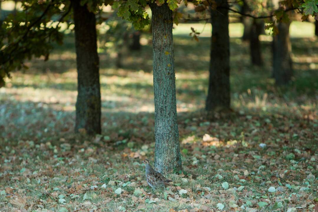 Į Nemuno salą atklydo kurapka