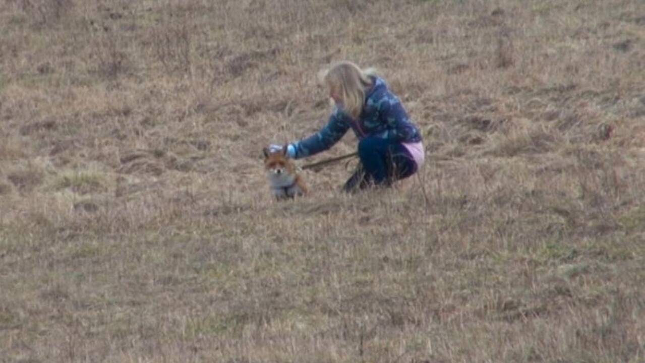 Uteniškės globojamas lapiukas svečių nemėgsta