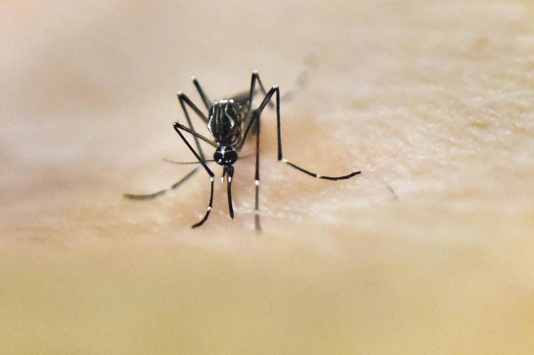 Ką reikia žinoti apie geltonąją karštinę 
