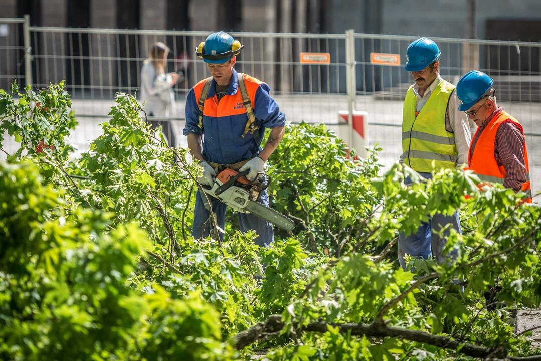 Nepriklausomybės aikštėje virto ąžuolai