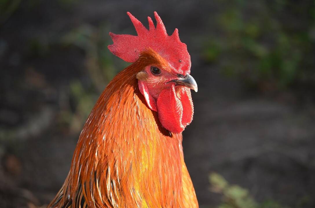 Kas laukia Gaidžio metais? (prognozė visiems Zodiako ženklams)