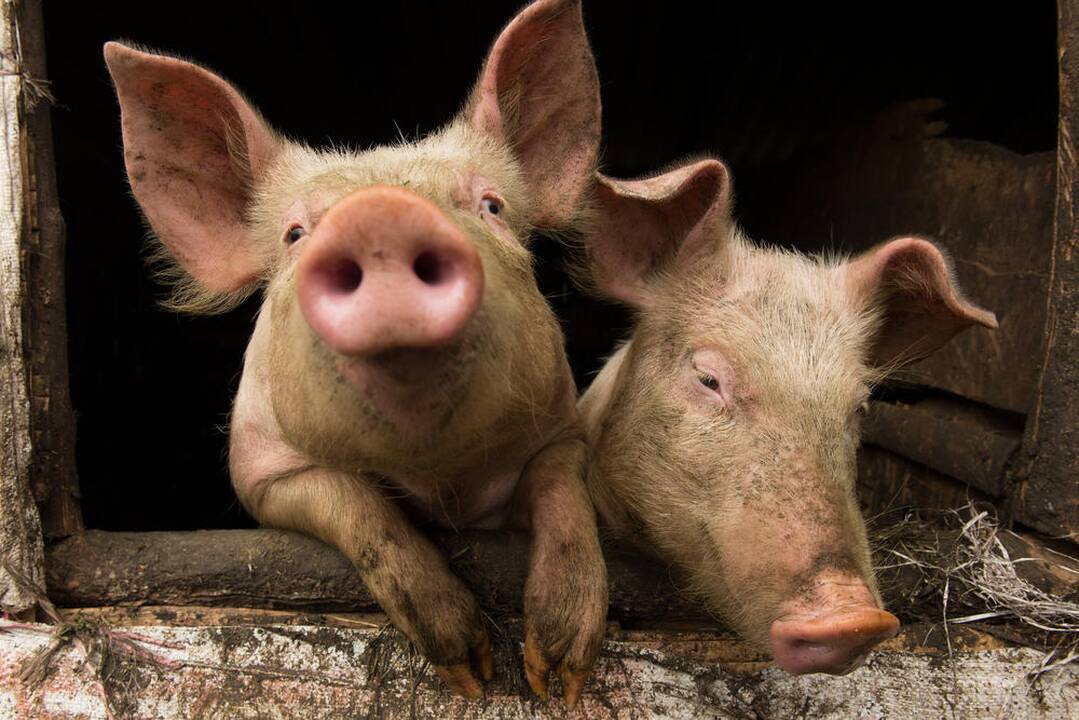 Lietuvos fermoje kiaulės maru užkrėstos tyčia? 