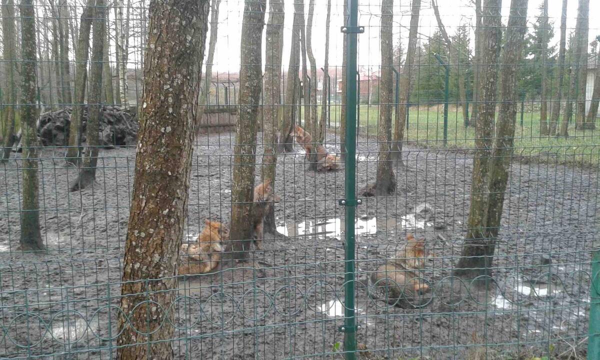 Meškos laikymo sąlygos "Gamtos perle".