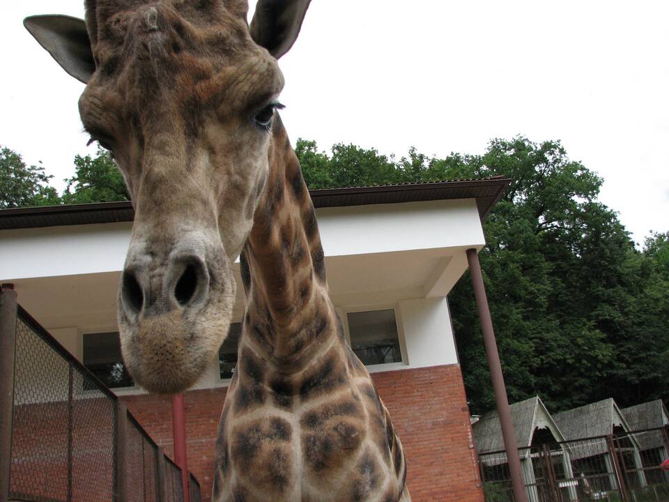 Lietuvos zoologijos sode nugaišo žirafa