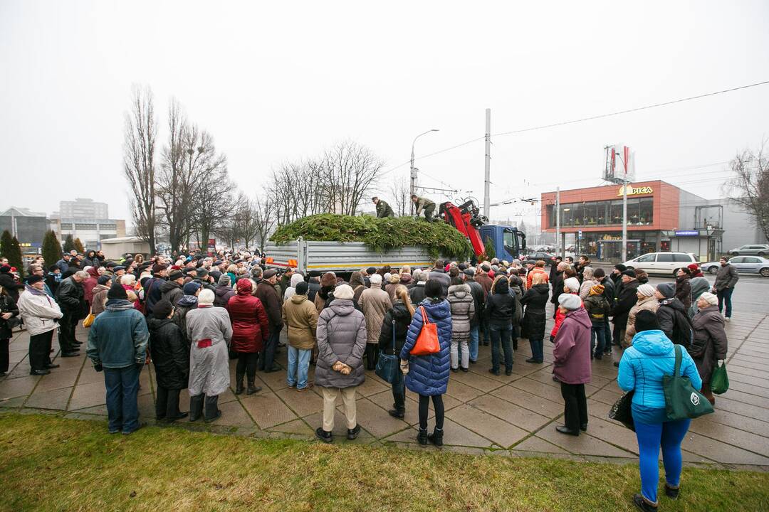 Miškininkai dalina eglių šakas