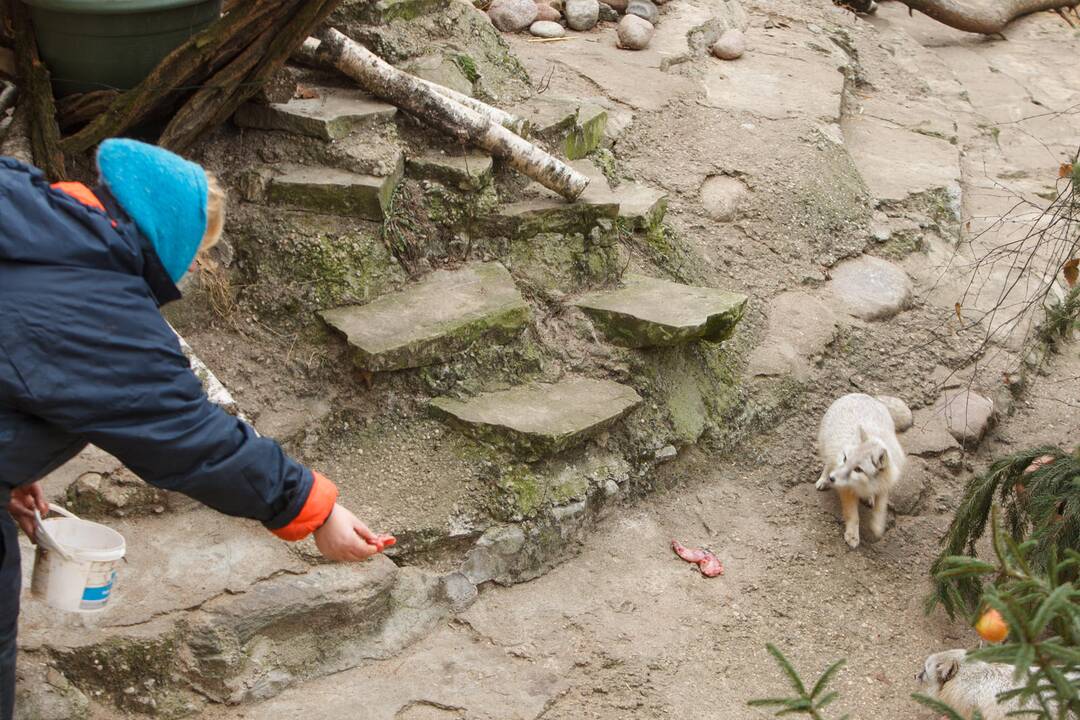 Gyvūnų šėrimas zoologijos sode