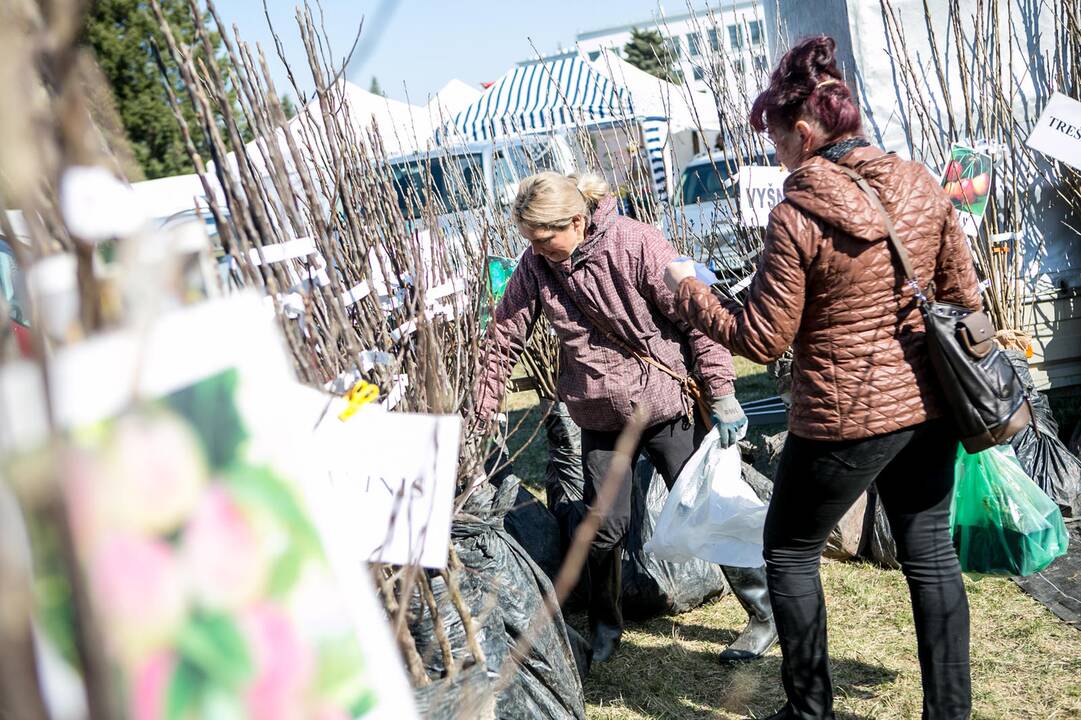 Paroda " Ką pasėsi ... 2019"