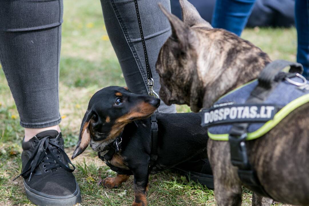Šeimos savaitgalis su augintiniais 2019