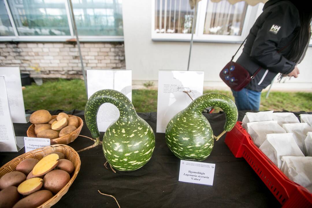 Derliaus šventė VDU botanikos sode