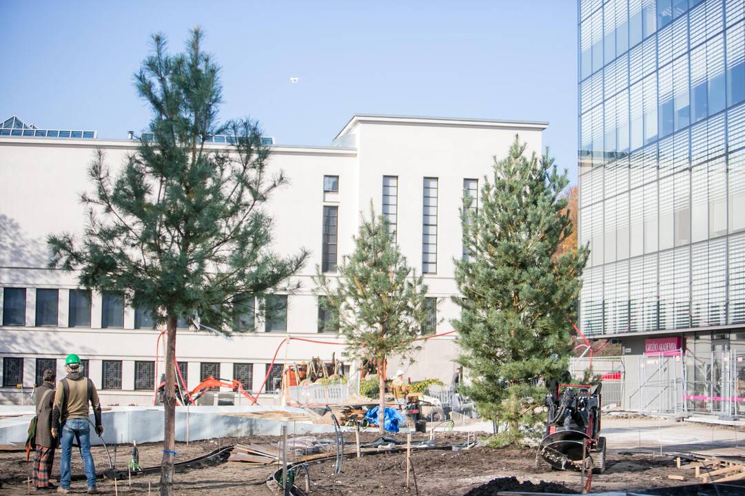 Vienybės aikštėje sodinami medžiai