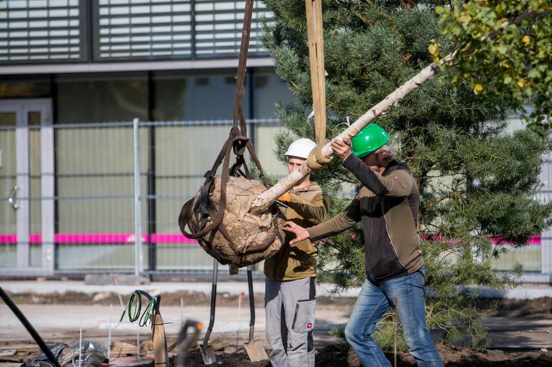 Vienybės aikštėje sodinami medžiai