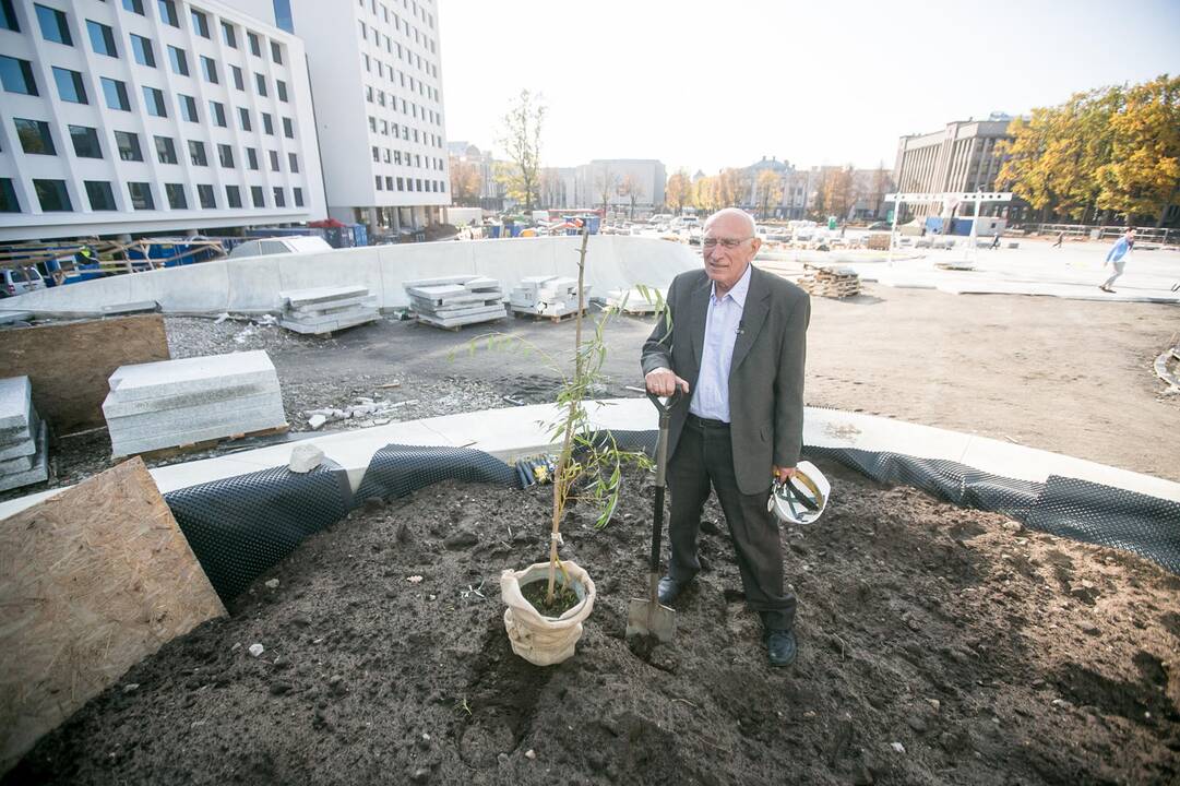 Vienybės aikštėje sodinami medžiai