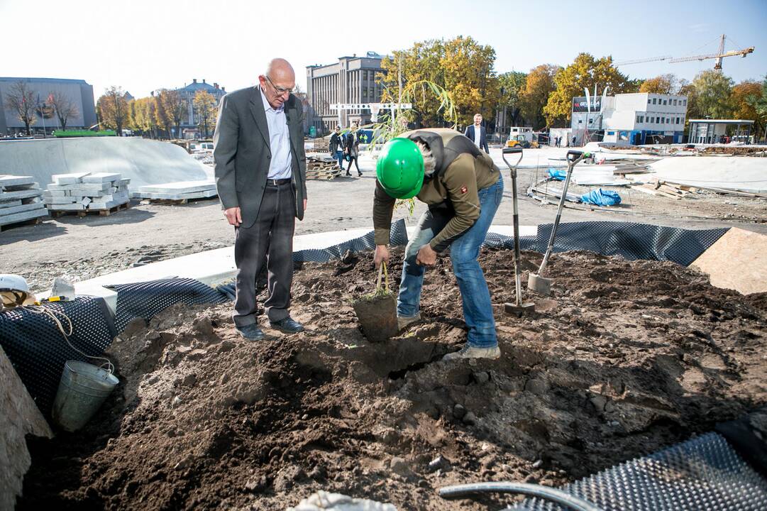 Vienybės aikštėje sodinami medžiai