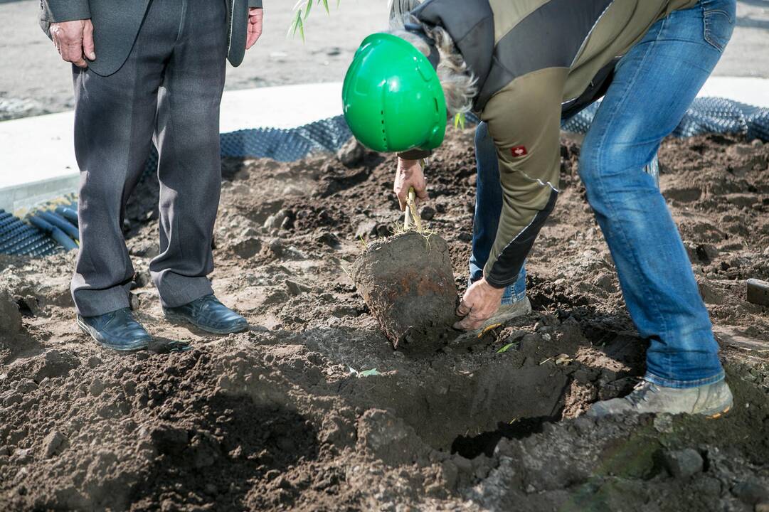 Vienybės aikštėje sodinami medžiai