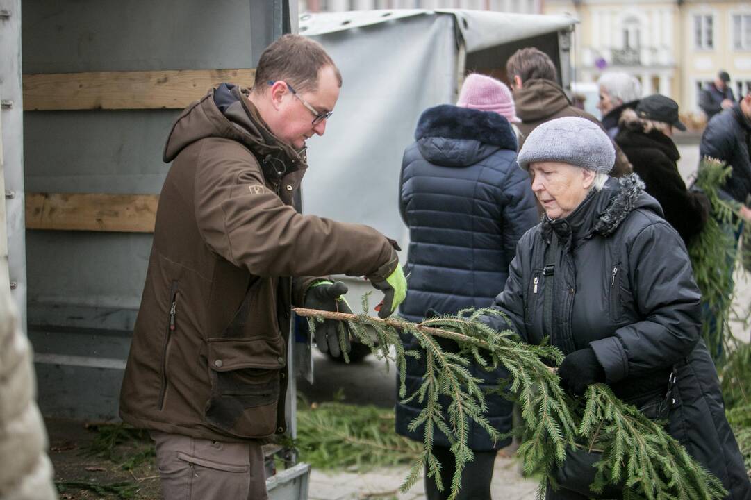 Eglių šakų dalijimo akcija Kaune
