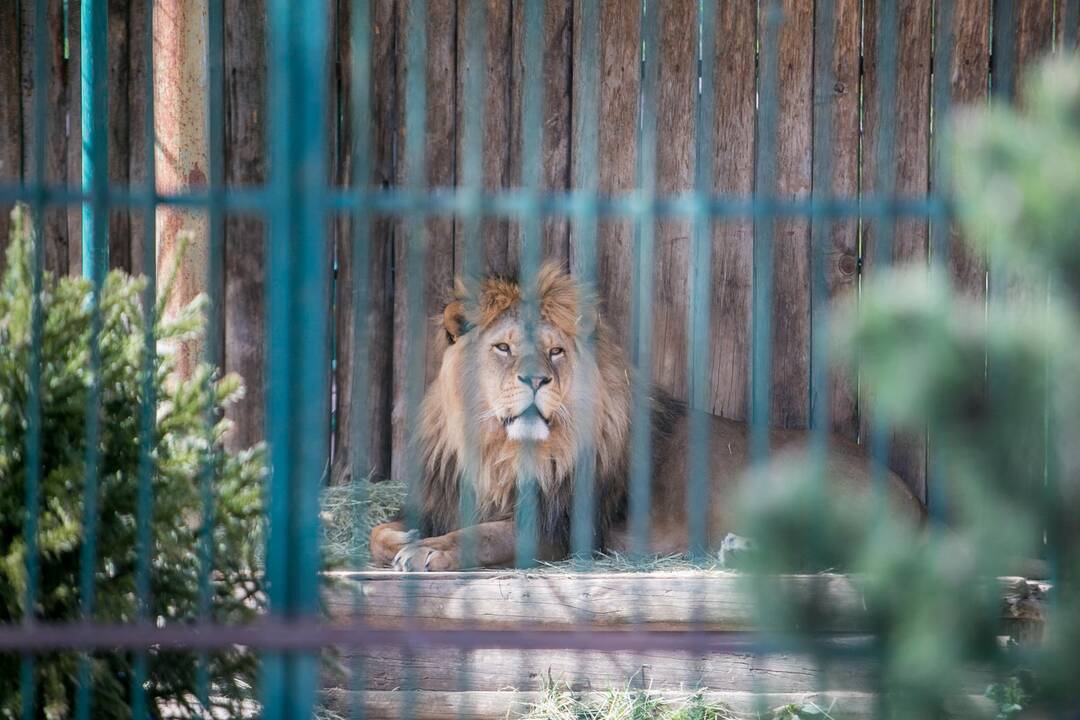 Lietuvos zoologijos sodas prieš rekonstrukciją