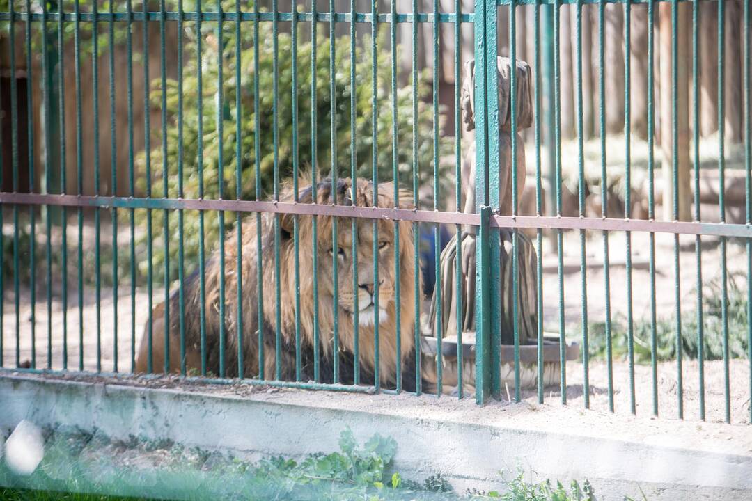 Lietuvos zoologijos sodas prieš rekonstrukciją