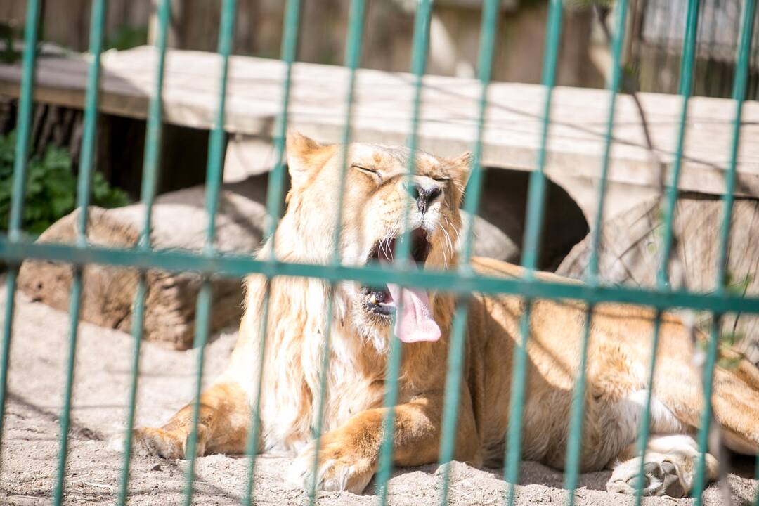 Lietuvos zoologijos sodas prieš rekonstrukciją