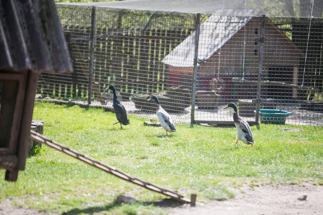 Lietuvos zoologijos sodas prieš rekonstrukciją