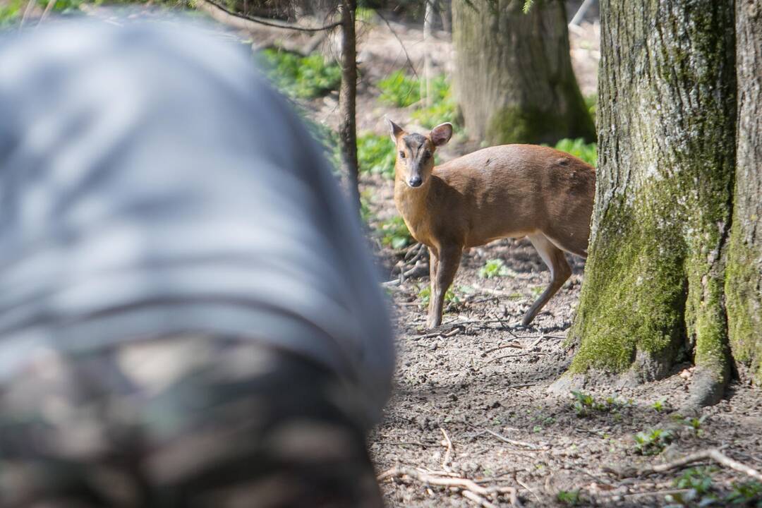 Lietuvos zoologijos sodas prieš rekonstrukciją