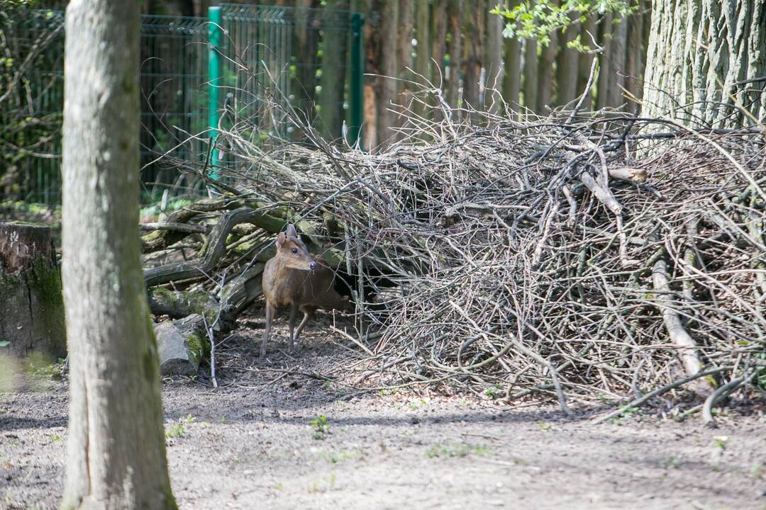 Lietuvos zoologijos sodas prieš rekonstrukciją