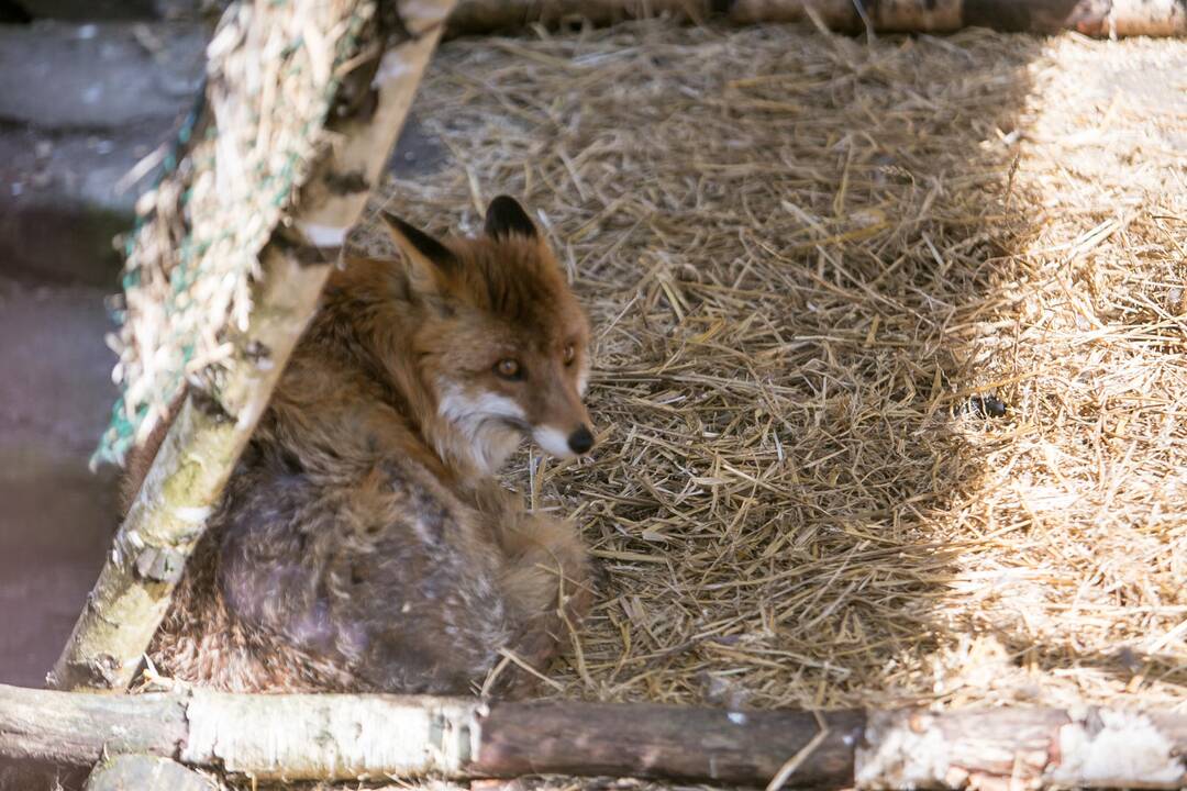 Lietuvos zoologijos sodas prieš rekonstrukciją