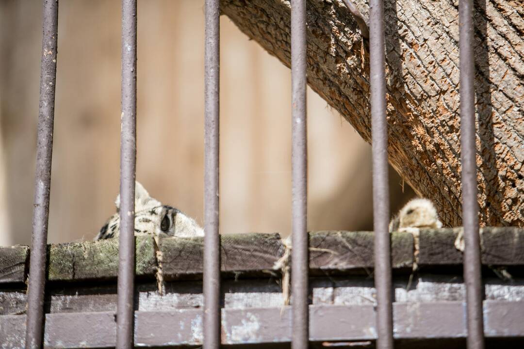 Lietuvos zoologijos sodas prieš rekonstrukciją