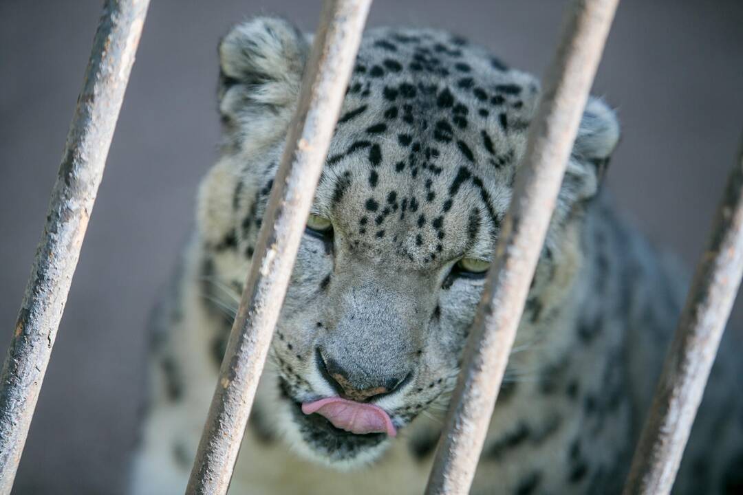 Lietuvos zoologijos sodas prieš rekonstrukciją
