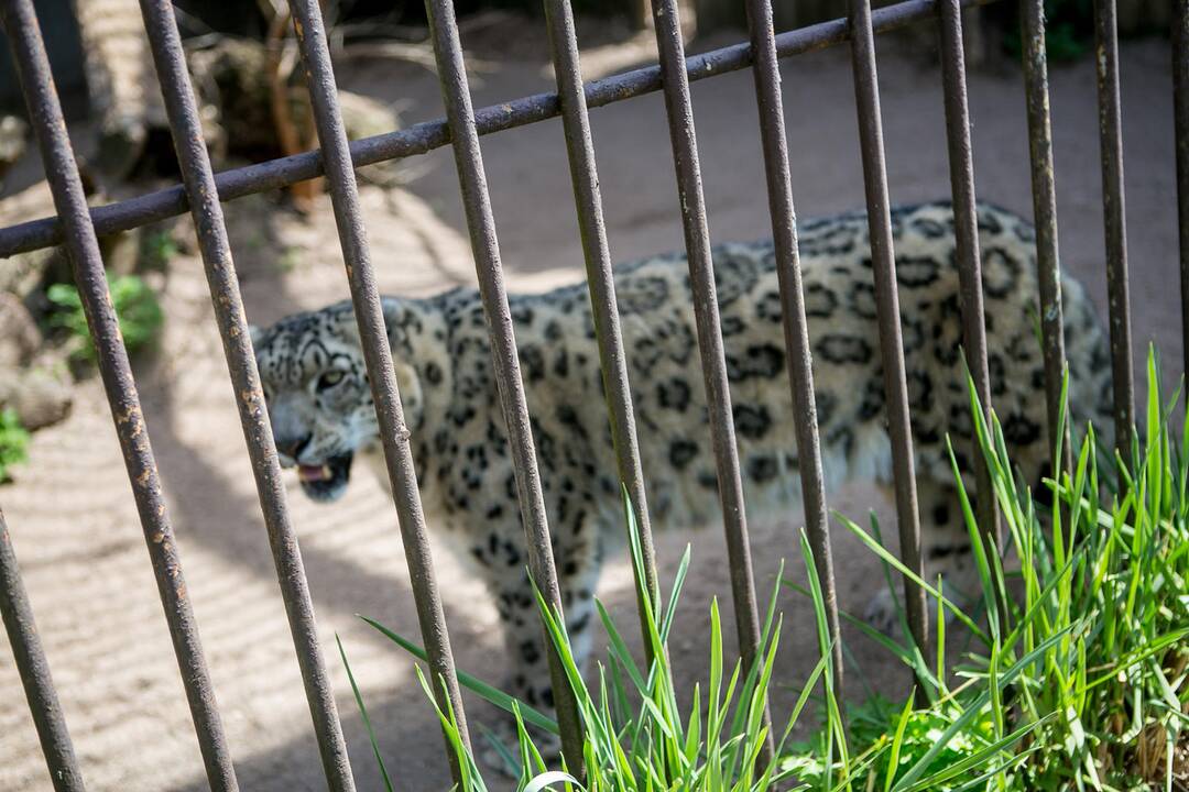 Lietuvos zoologijos sodas prieš rekonstrukciją