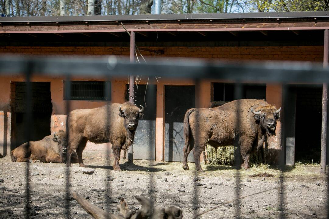 Lietuvos zoologijos sodas prieš rekonstrukciją
