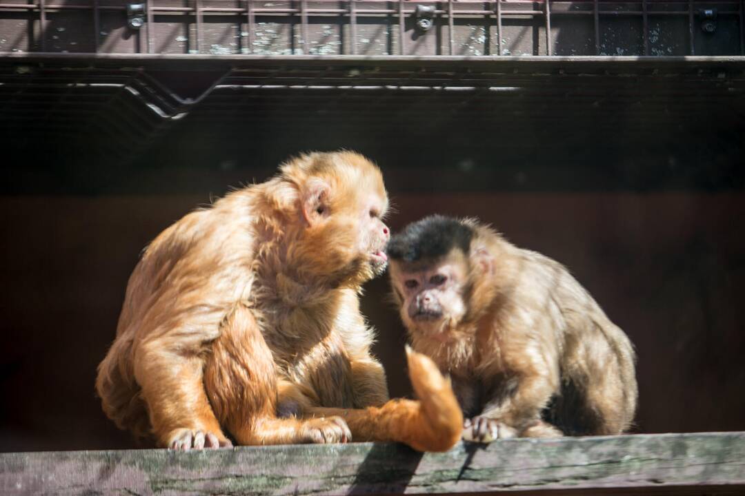 Lietuvos zoologijos sodas prieš rekonstrukciją