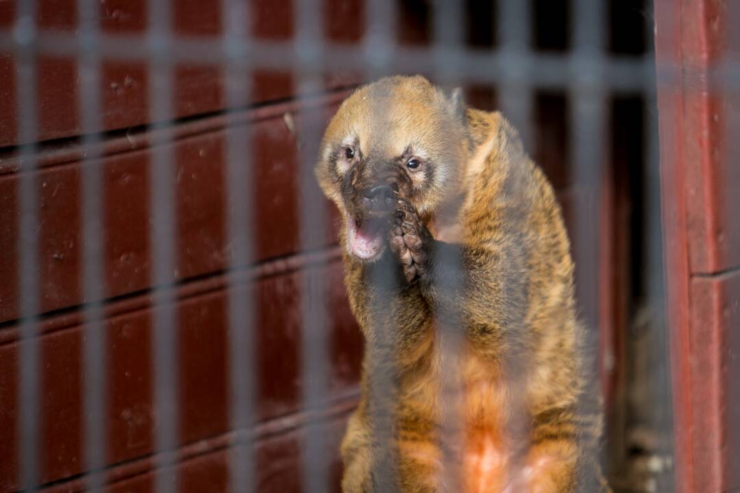 Zoologijos sodas - vėl atviras
