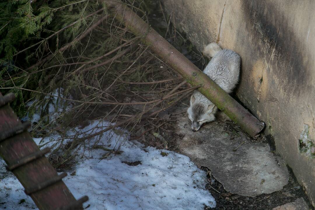 Zoologijos sodas - vėl atviras