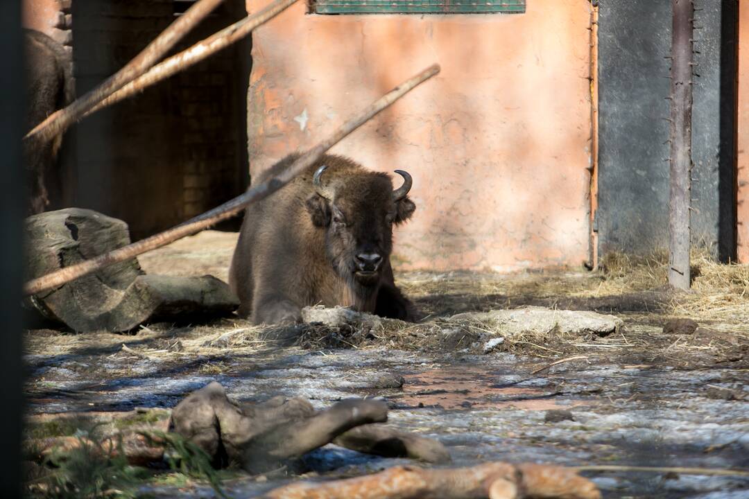 Zoologijos sodas - vėl atviras
