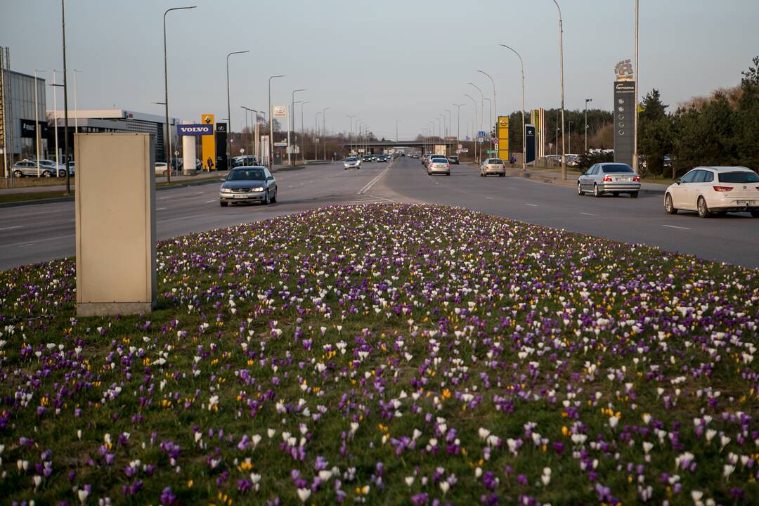 Savanorių prospekto sankryžoje pražydo gėlės
